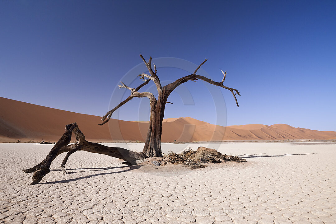 Dead Acacia Trees in Deadvlei Pan, Namib Naukluft Park, Namibia