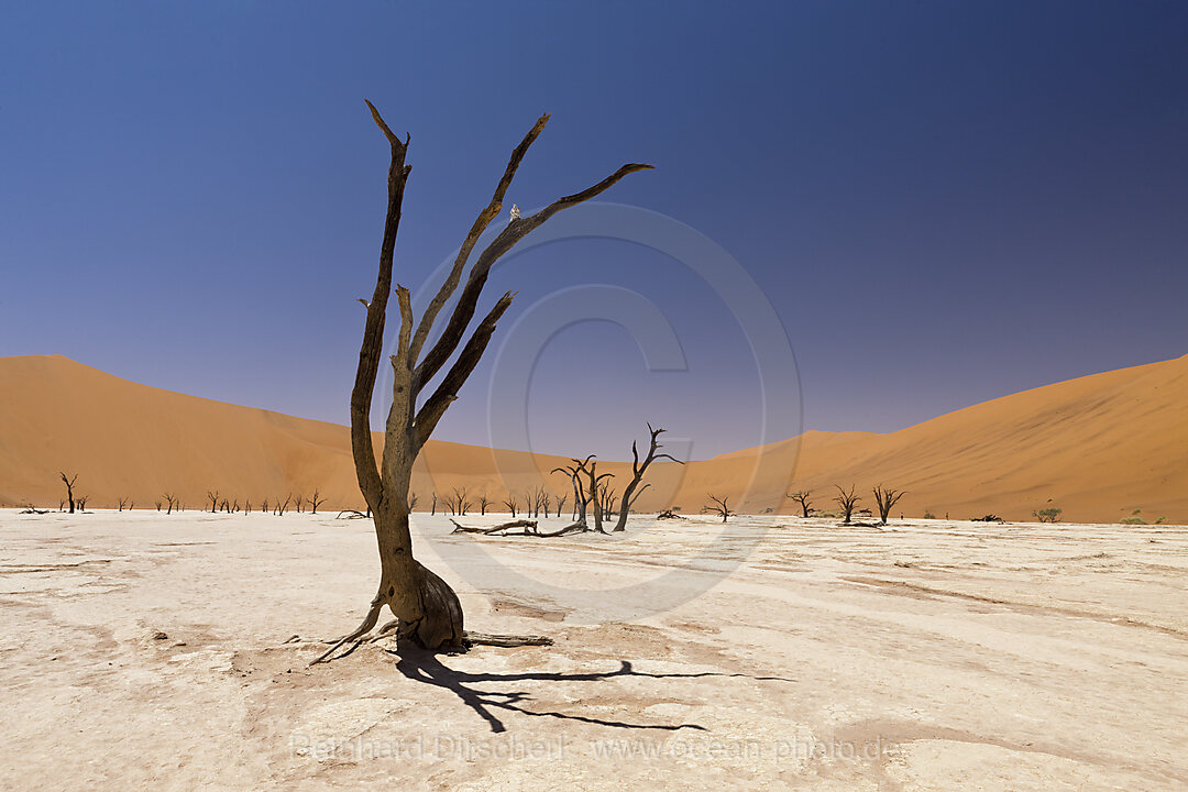 Dead Acacia Trees in Deadvlei Pan, Namib Naukluft Park, Namibia