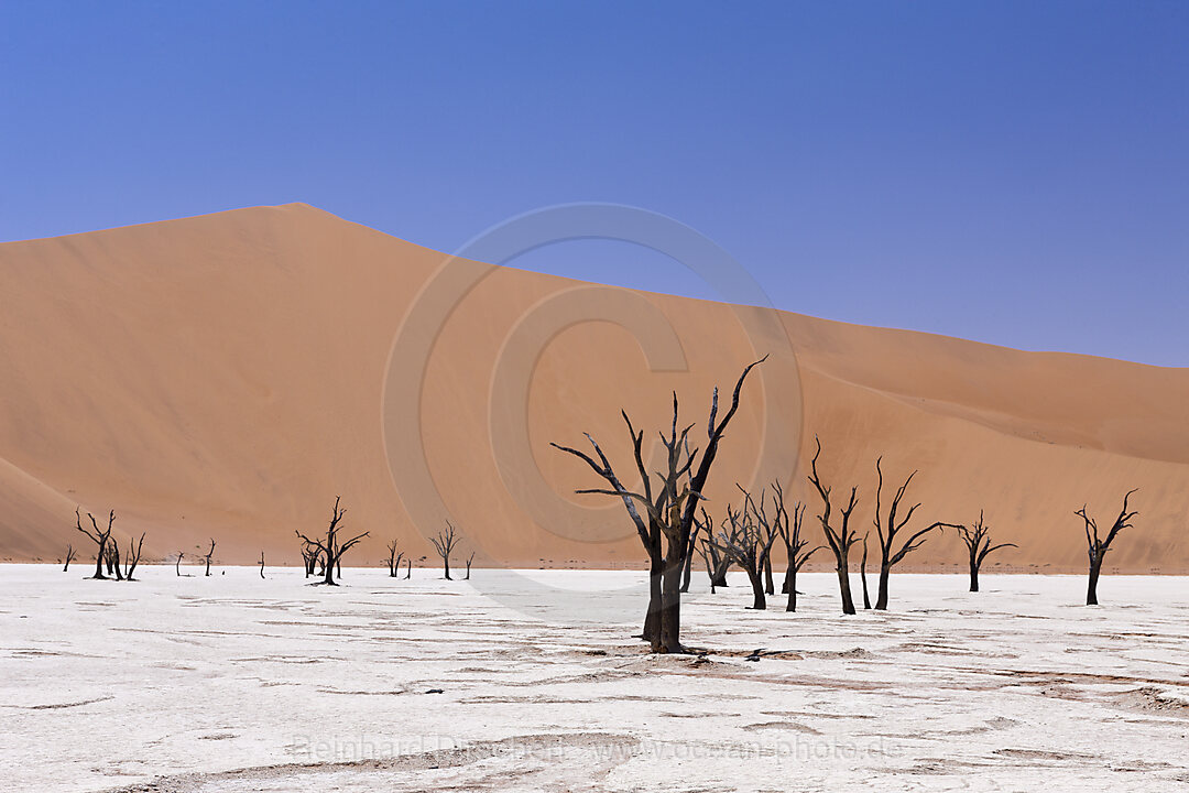 Tote Akazienbaeume im Deadvlei, Namib Naukluft Park, Namibia