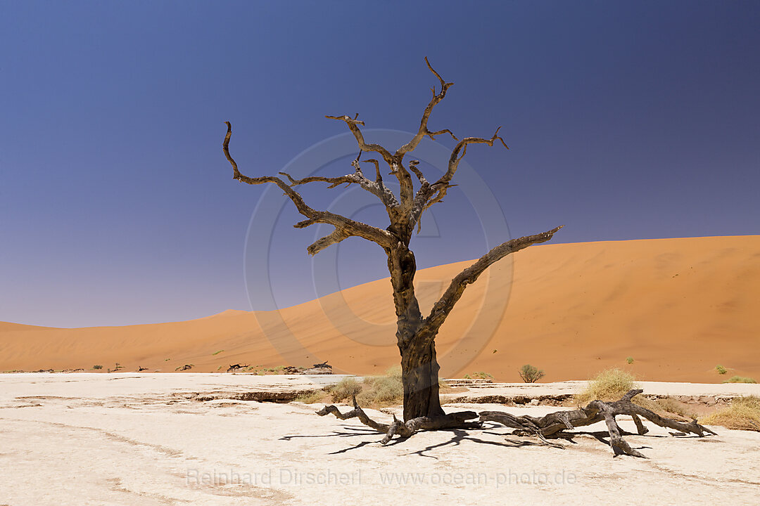 Tote Akazienbaeume im Deadvlei, Namib Naukluft Park, Namibia