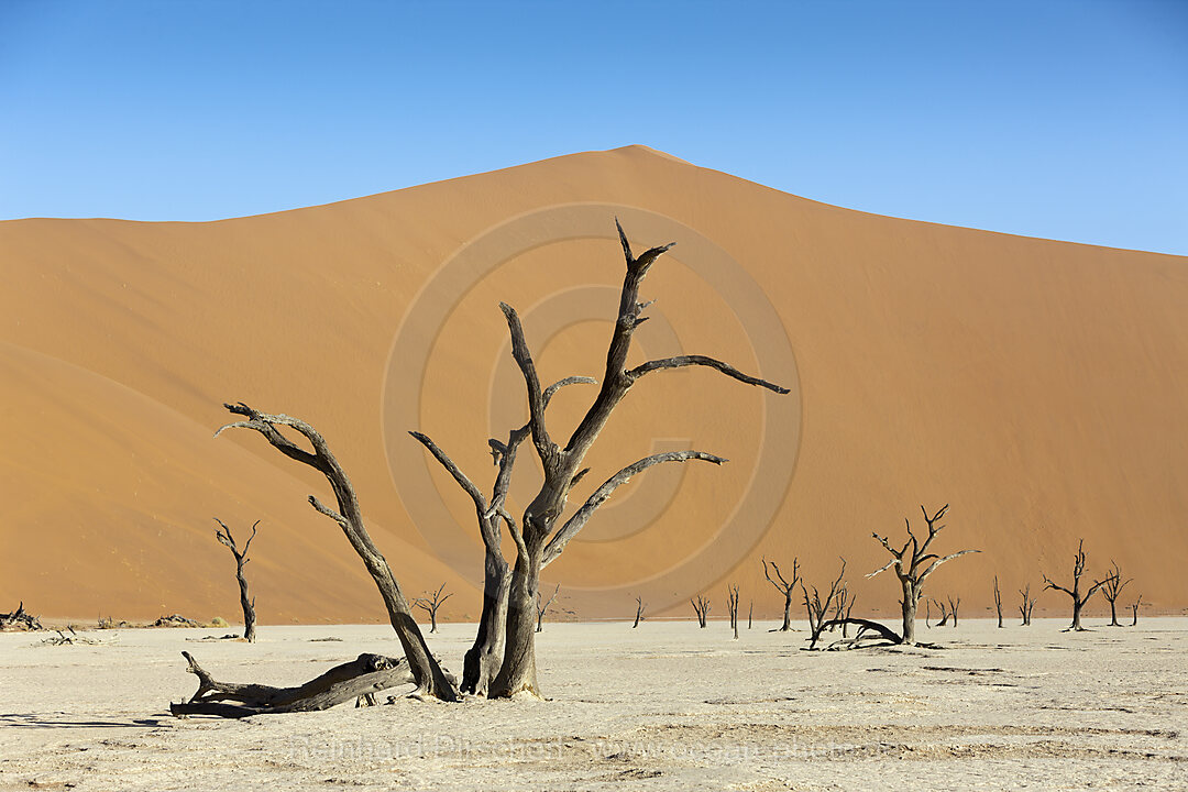 Tote Akazienbaeume im Deadvlei, Namib Naukluft Park, Namibia