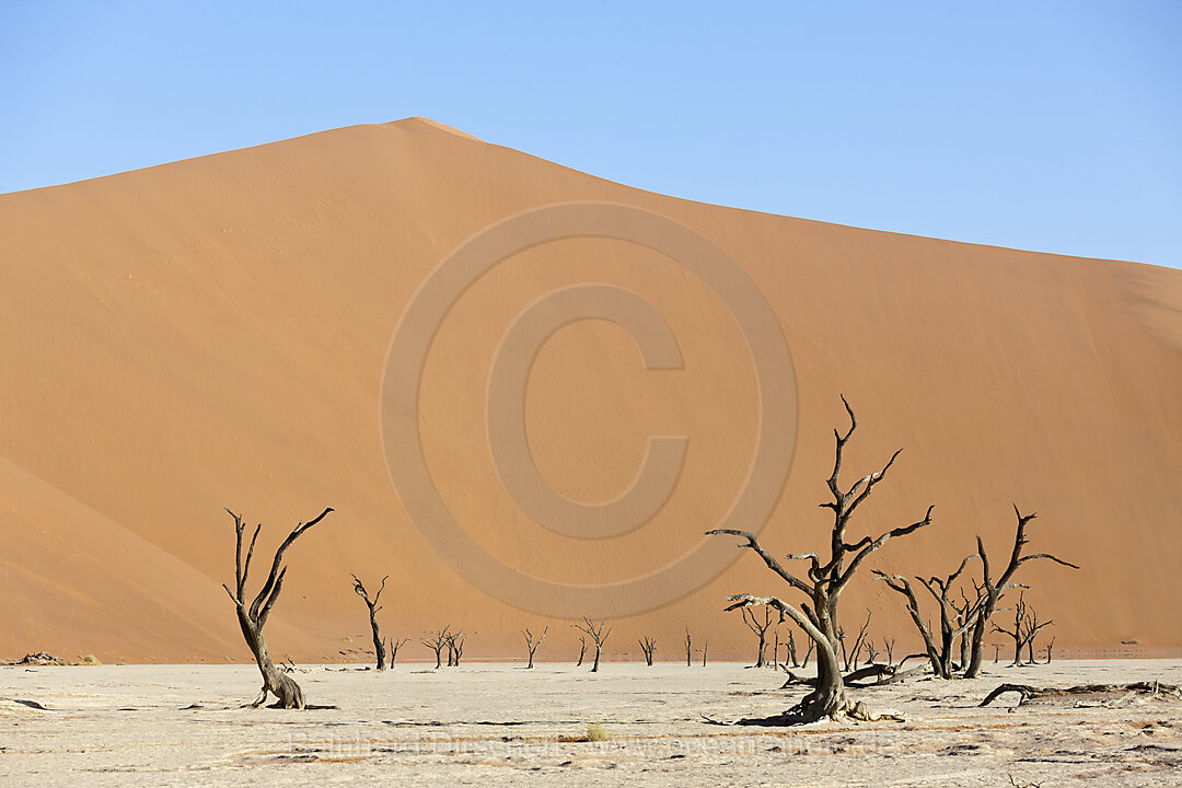 Tote Akazienbaeume im Deadvlei, Namib Naukluft Park, Namibia