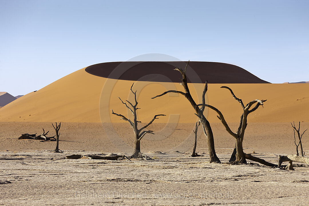 Tote Akazienbaeume im Hiddenvlei, Namib Naukluft Park, Namibia