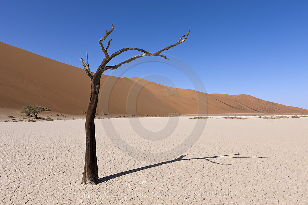 Tote Akazienbaeume im Hiddenvlei, Namib Naukluft Park, Namibia