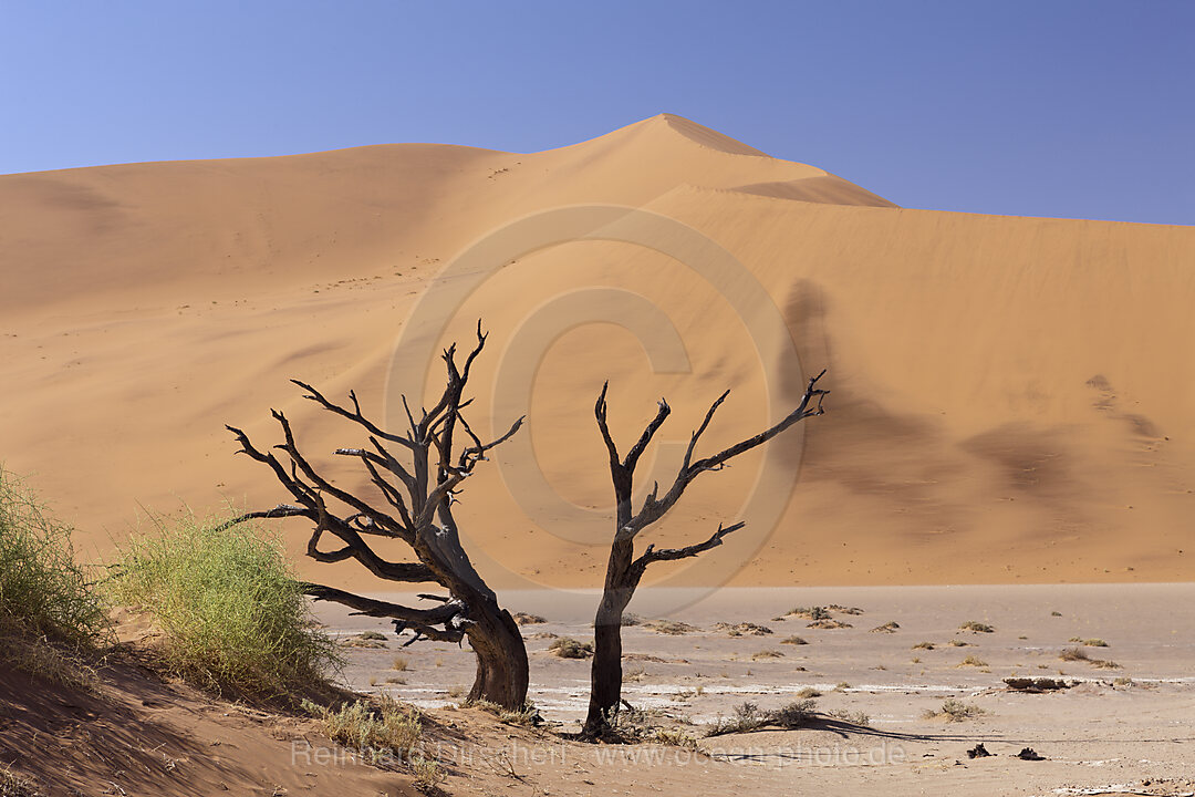 Tote Akazienbaeume im Hiddenvlei, Namib Naukluft Park, Namibia