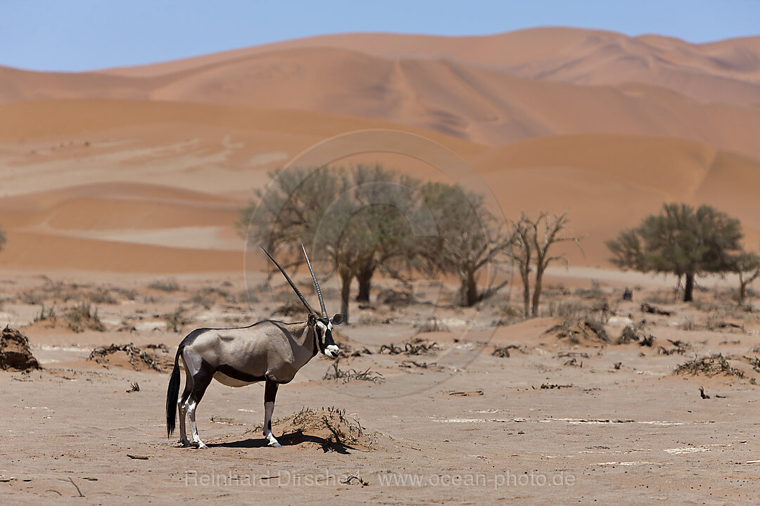 South African Oryx in Sossusvlei, Oryx gazella, Namib Naukluft Park, Namibia