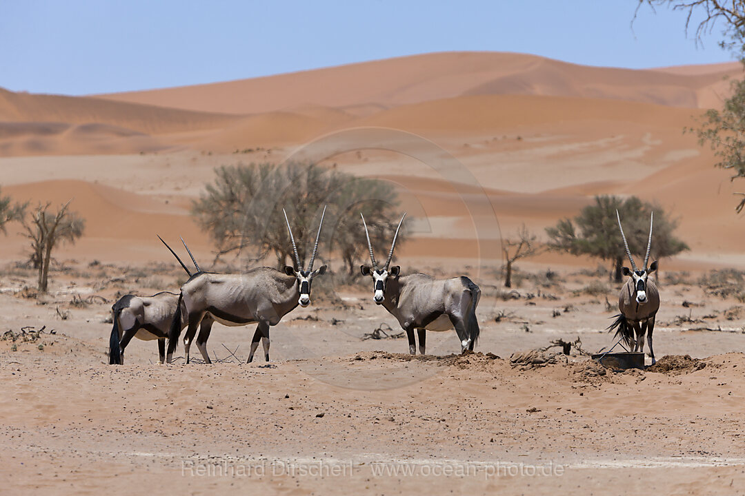 Spiessbock in Sossusvlei, Oryx gazella, Namib Naukluft Park, Namibia