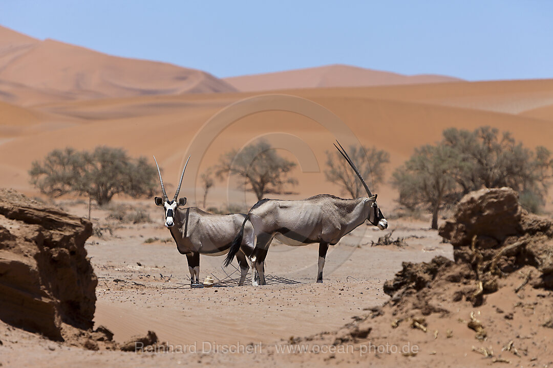 South African Oryx in Sossusvlei, Oryx gazella, Namib Naukluft Park, Namibia