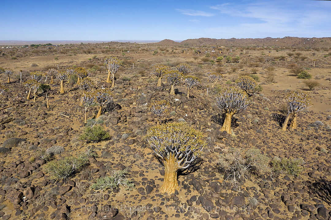 Impressionen vom Koecherbaumwald, Aloidendron dichotomum, Keetmanshoop, Namibia