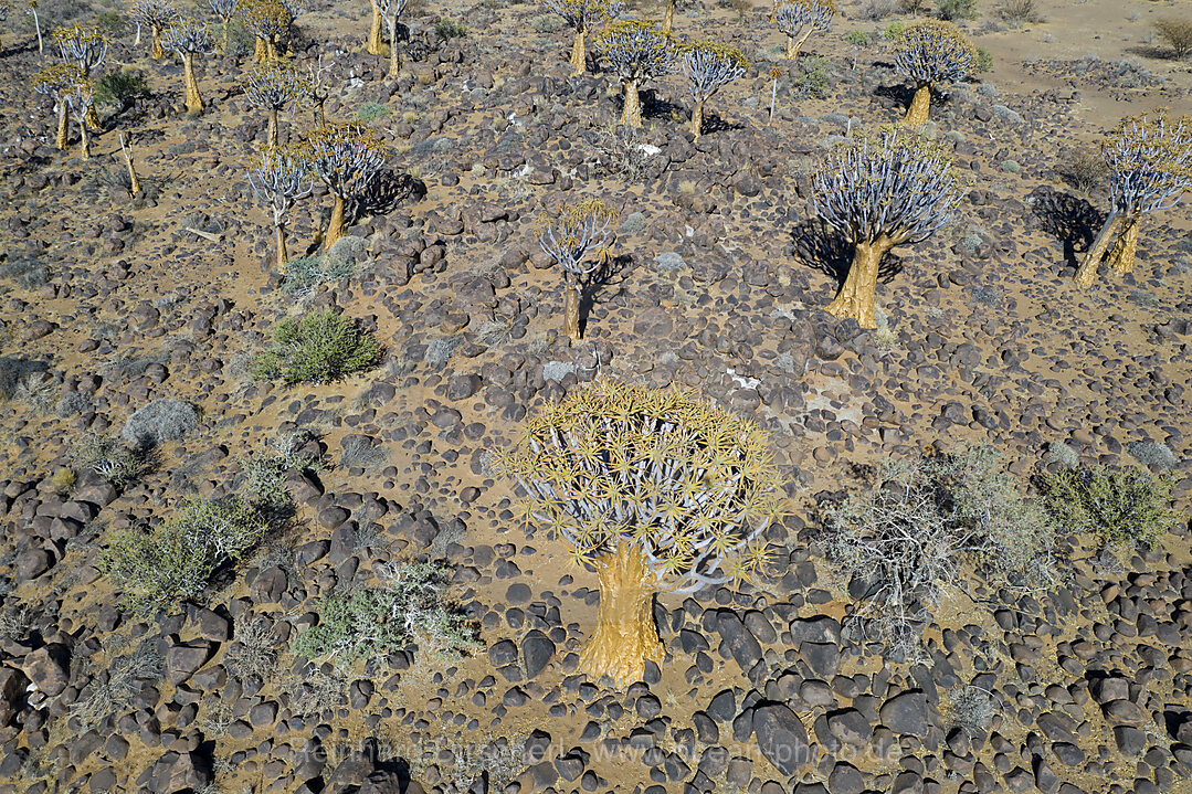 Impressionen vom Koecherbaumwald, Aloidendron dichotomum, Keetmanshoop, Namibia