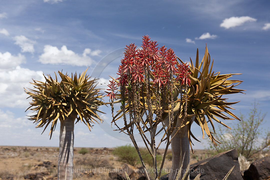Impressionen vom Koecherbaumwald, Aloidendron dichotomum, Keetmanshoop, Namibia