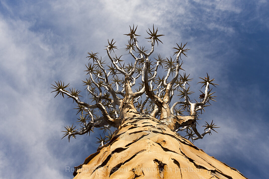 Tree crown of a Quivertree, Aloidendron dichotomum, Keetmanshoop, Namibia