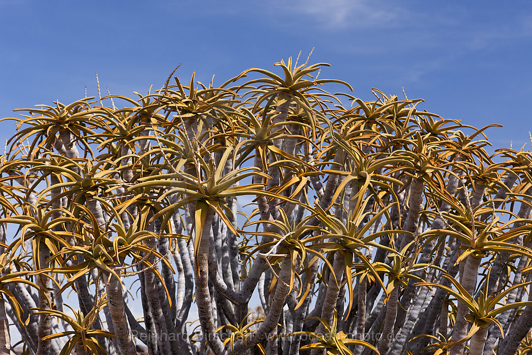 Tree crown of a Quivertree, Aloidendron dichotomum, Keetmanshoop, Namibia