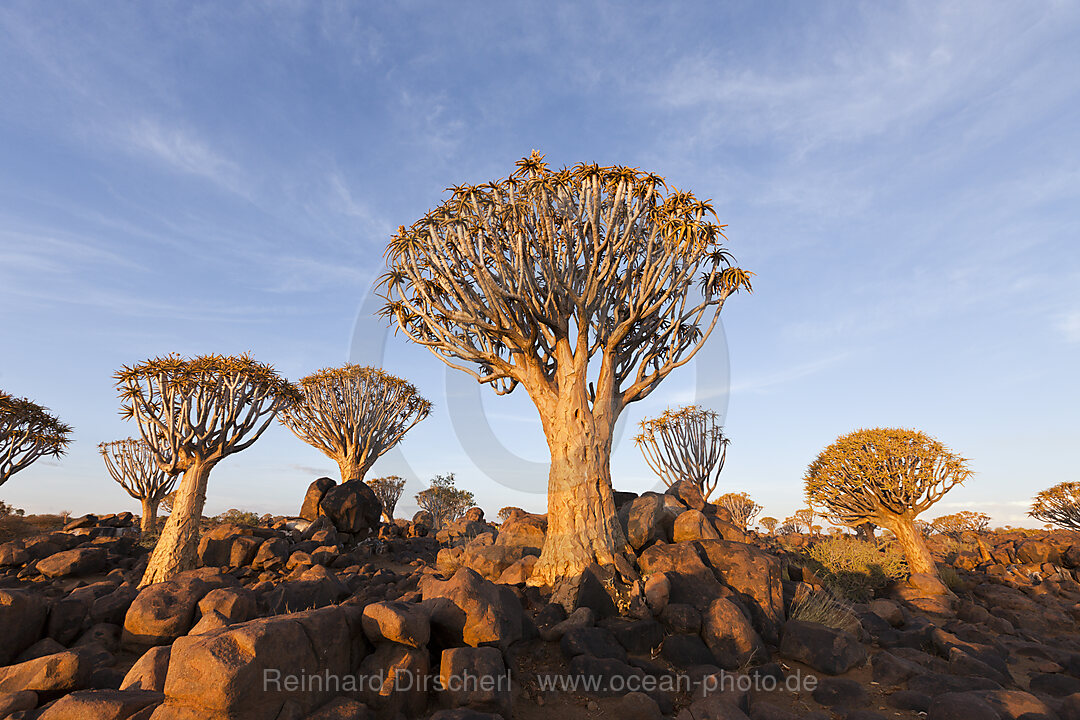 Quivertree Forest at Sunset, Aloidendron dichotomum, Keetmanshoop, Namibia