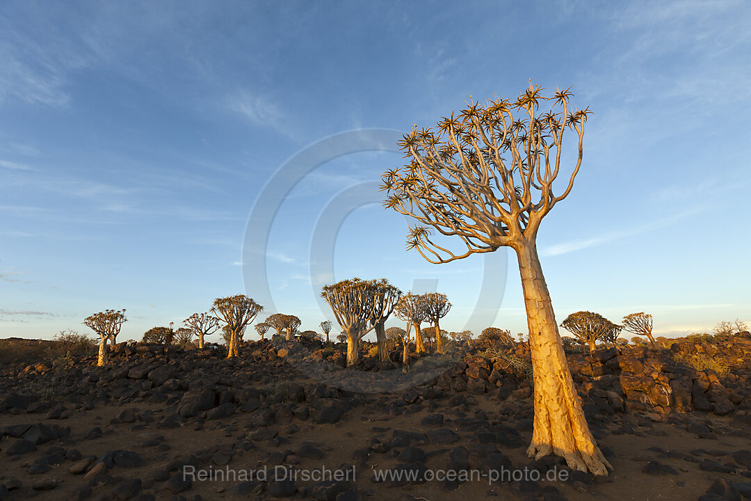 Koecherbaumwald bei Sonnenaufgang, Aloidendron dichotomum, Keetmanshoop, Namibia