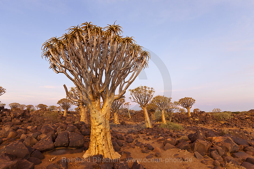 Koecherbaumwald bei Sonnenuntergang, Aloidendron dichotomum, Keetmanshoop, Namibia