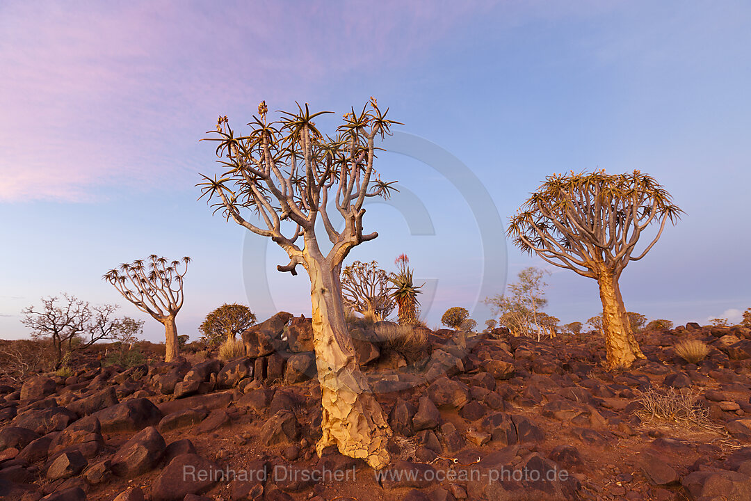 Koecherbaumwald bei Sonnenuntergang, Aloidendron dichotomum, Keetmanshoop, Namibia