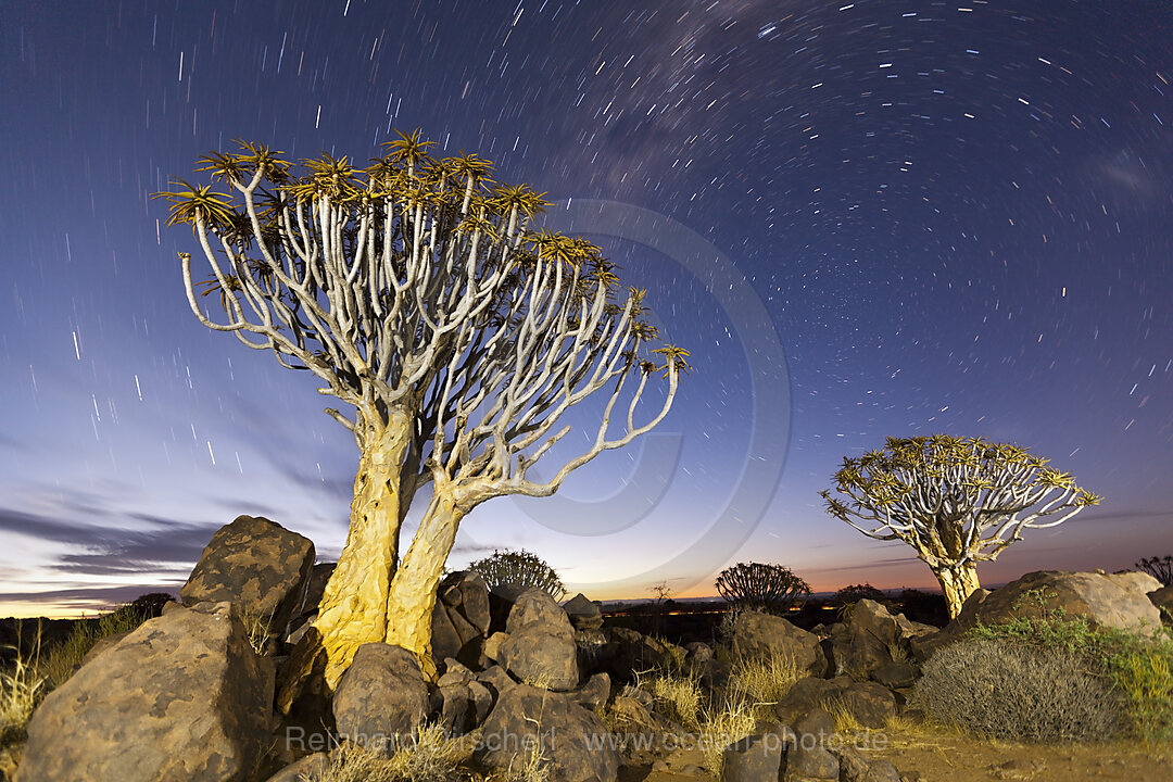 Milchtrasse ueber Koecherbaumwald bei Nacht, Aloidendron dichotomum, Keetmanshoop, Namibia