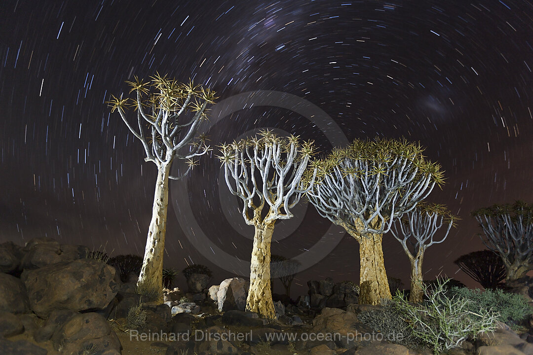 Milky Way over Quivertree Forest at Night, Aloidendron dichotomum, Keetmanshoop, Namibia