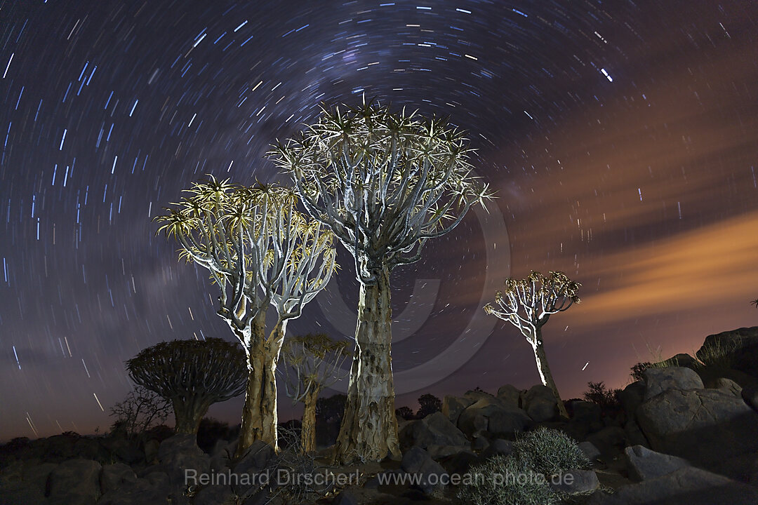 Milchtrasse ueber Koecherbaumwald bei Nacht, Aloidendron dichotomum, Keetmanshoop, Namibia