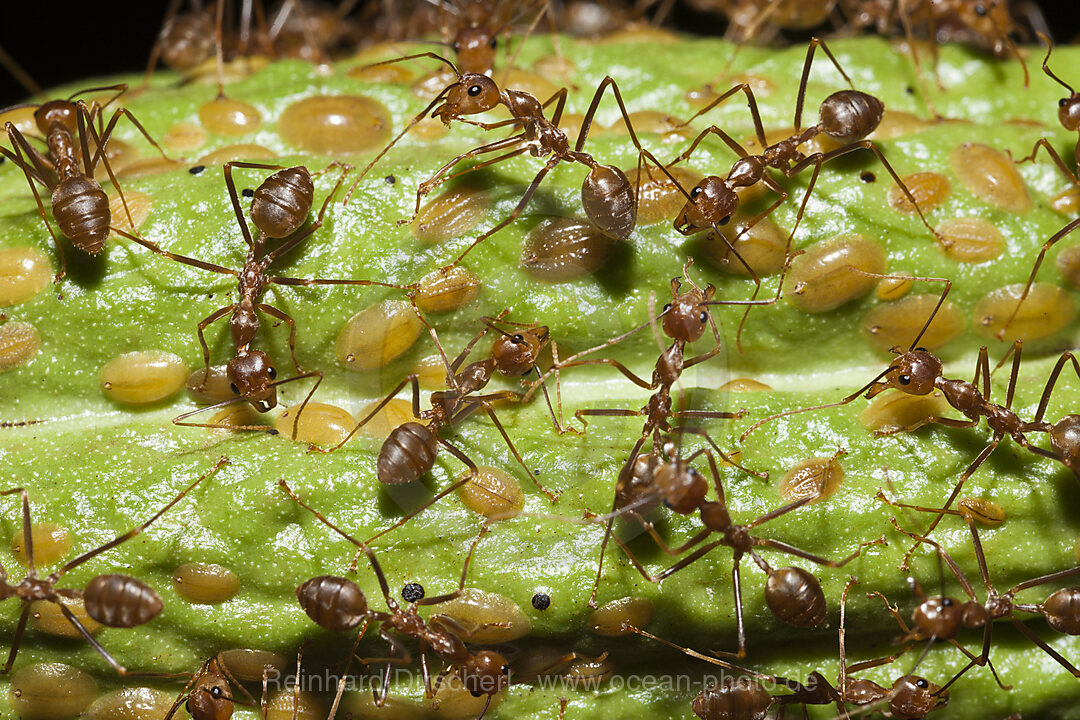 Ants on Cacao Fruit, Formicidae, Kimbe Bay, New Britain, Papua New Guinea