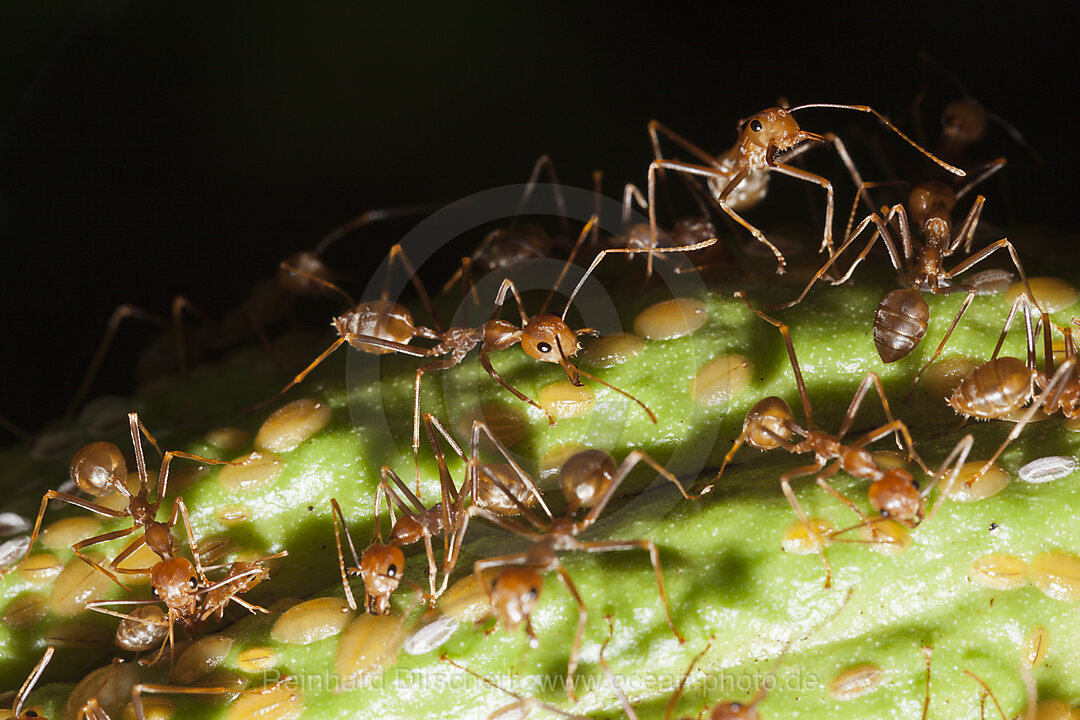 Ameisen auf eine Kakao Frucht, Formicidae, Kimbe Bay, New Britain, Papua Neuguinea