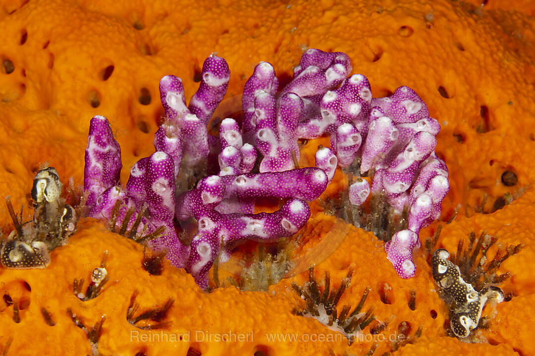 Rosafarbene Seescheidenkolonie, Didemnum moseleyi, Kimbe Bay, New Britain, Papua Neuguinea