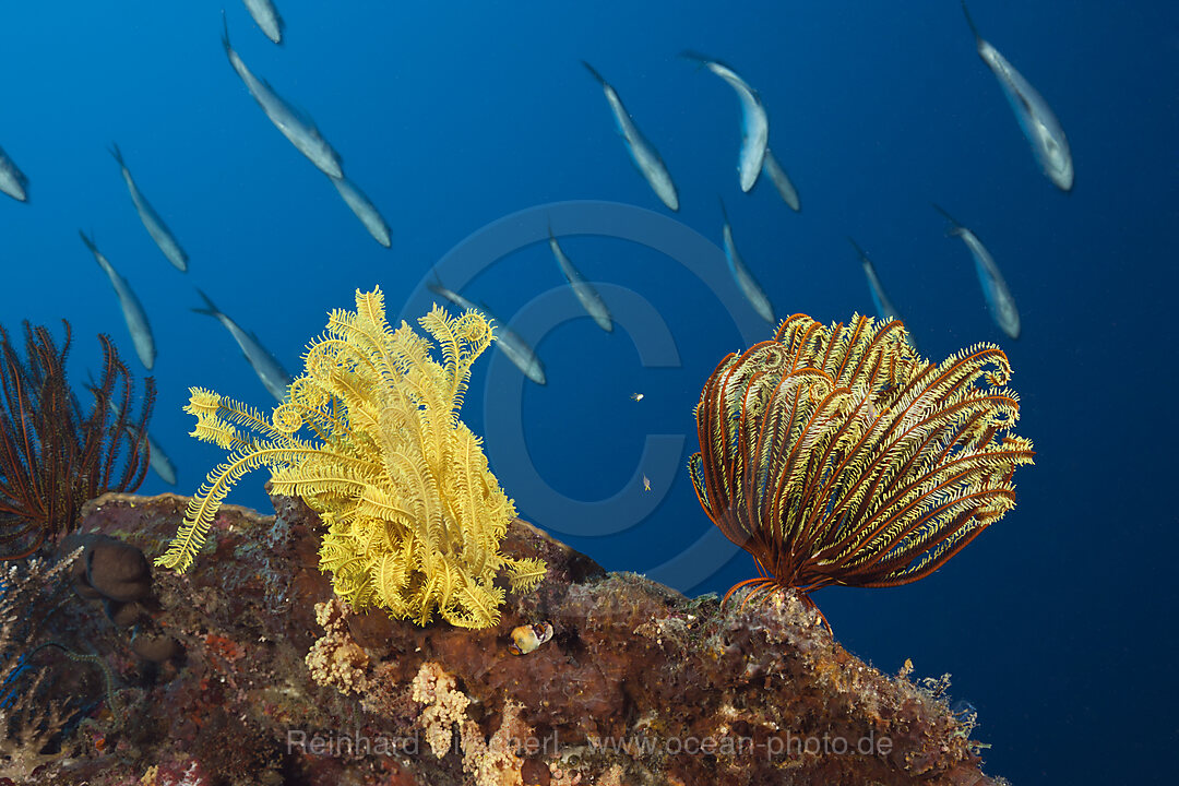 Federsterne am Riff, Comanthina schlegeli, Kimbe Bay, New Britain, Papua Neuguinea