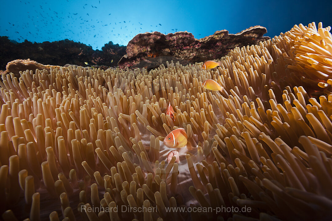 Halsband-Anemonenfische in Seeanemone, Amphiprion perideraion, Kimbe Bay, New Britain, Papua Neuguinea