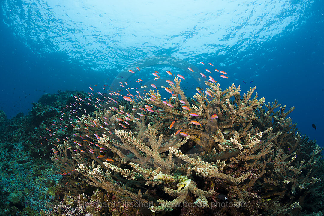 Pacific Anthias over Coral Reef, Pseudanthias cheirospilos, Kimbe Bay, New Britain, Papua New Guinea