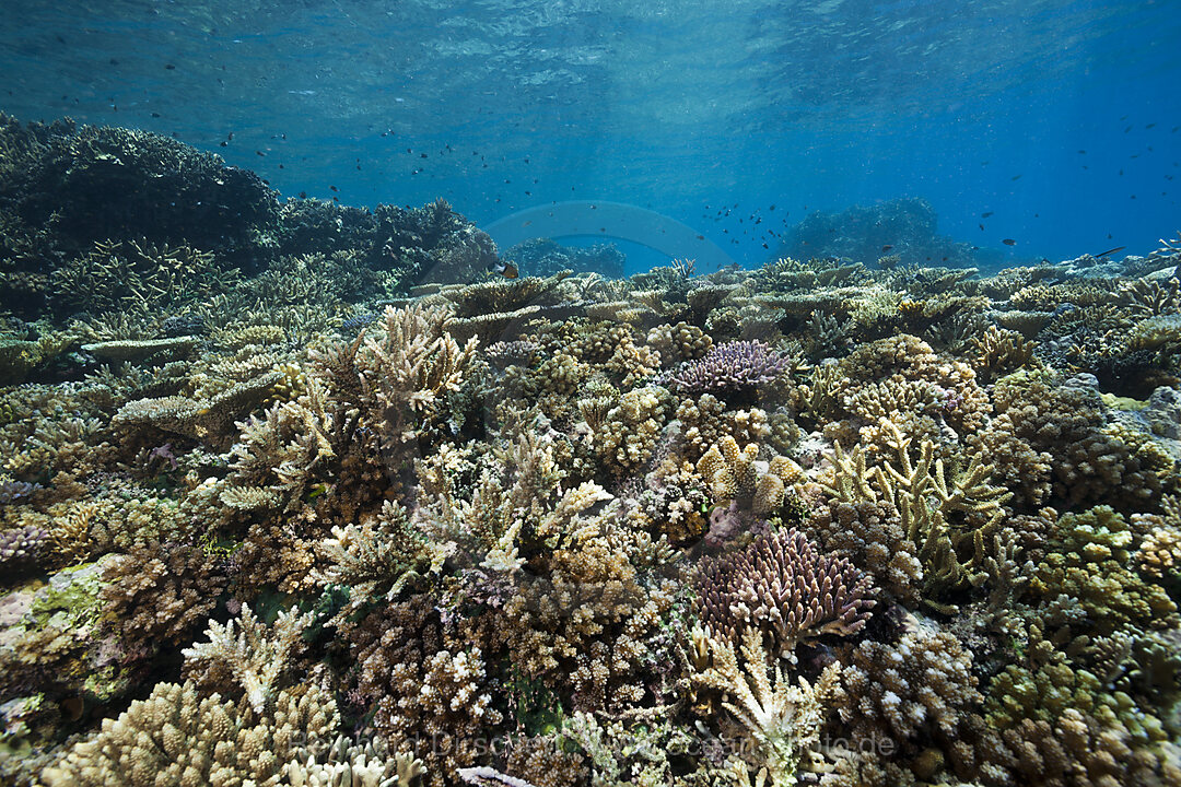 Gesundes Hartkorallen Riff, Acropora, Kimbe Bay, New Britain, Papua Neuguinea