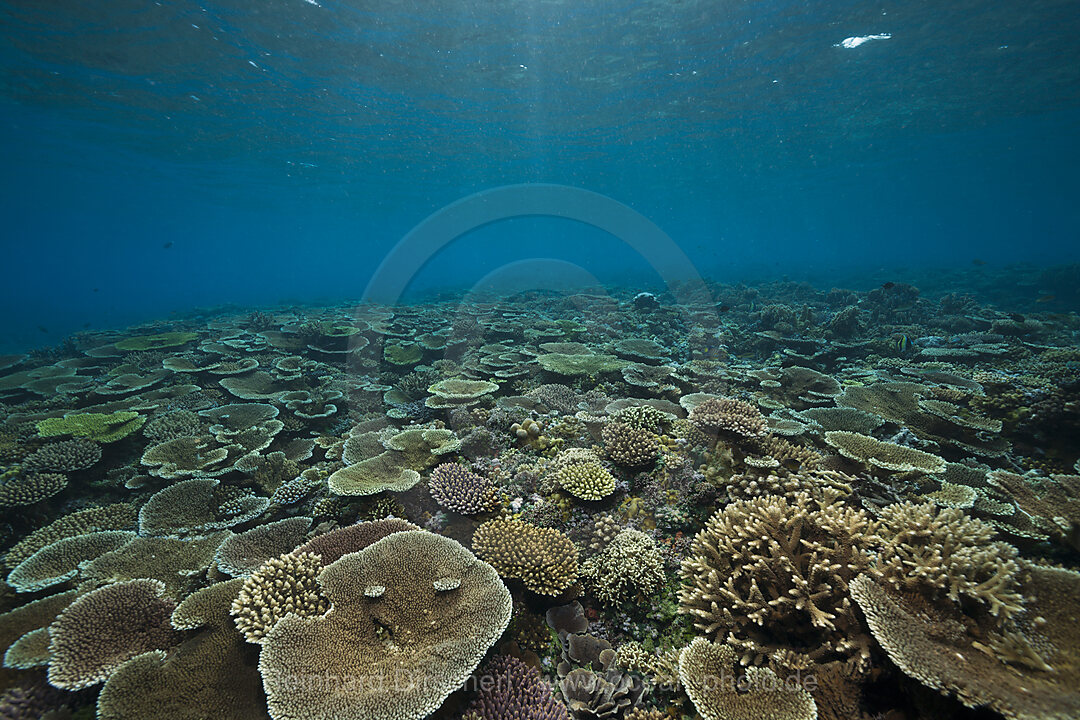 Gesundes Hartkorallen Riff, Acropora, Kimbe Bay, New Britain, Papua Neuguinea