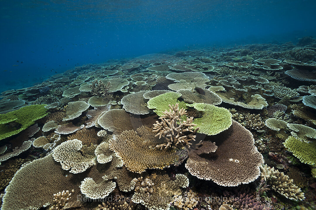 Gesundes Hartkorallen Riff, Acropora, Kimbe Bay, New Britain, Papua Neuguinea