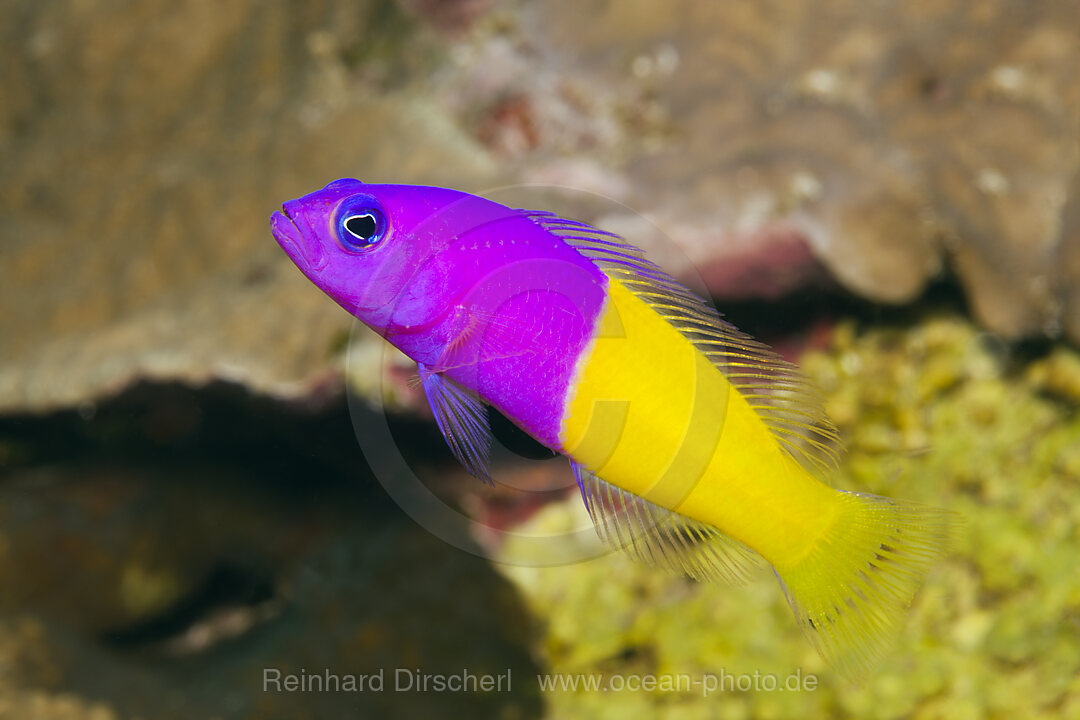 Two-colour Dottyback, Pseudochromis paccagnellae, Kimbe Bay, New Britain, Papua New Guinea