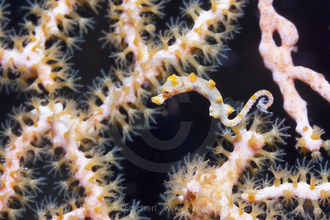 Zwerg-Seepferdchen, Hippocampus bargibanti, Kimbe Bay, New Britain, Papua Neuguinea