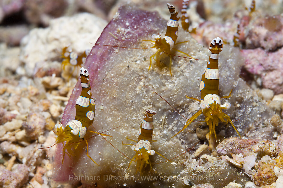 Ambonian Shrimp, Thor amboinensis, Kimbe Bay, New Britain, Papua New Guinea