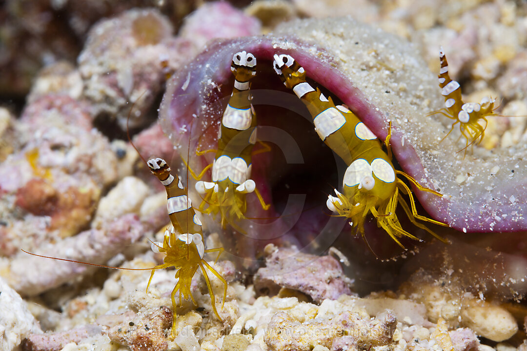 Hohlkreuzgarnelen, Thor amboinensis, Kimbe Bay, New Britain, Papua Neuguinea