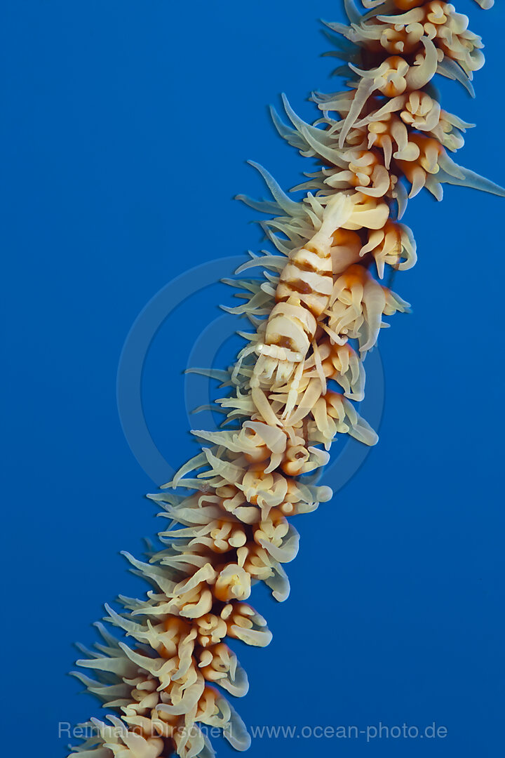 Wire Coral Shrimp on Black Coral, Pontonides unciger, Kimbe Bay, New Britain, Papua New Guinea