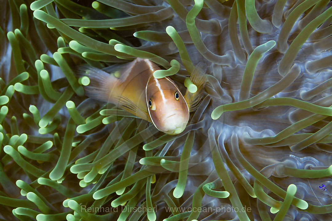 Pink anemonefish in Sea anemone, Amphiprion perideraion, Kimbe Bay, New Britain, Papua New Guinea