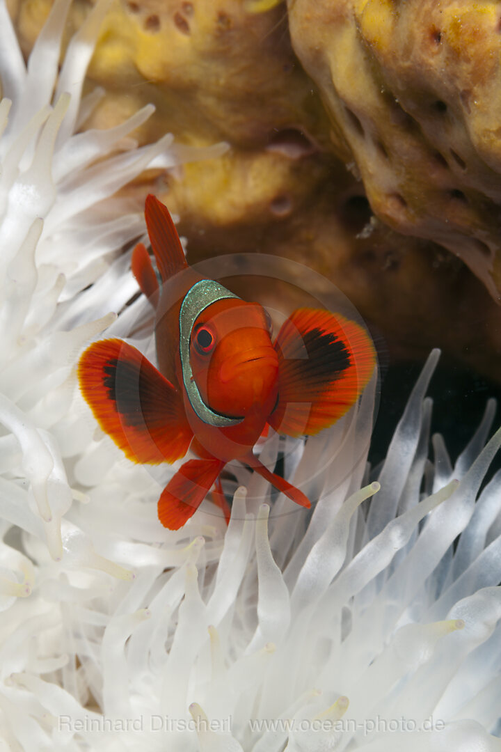 Stachel-Anemonenfisch, Premnas aculeatus, Kimbe Bay, New Britain, Papua Neuguinea