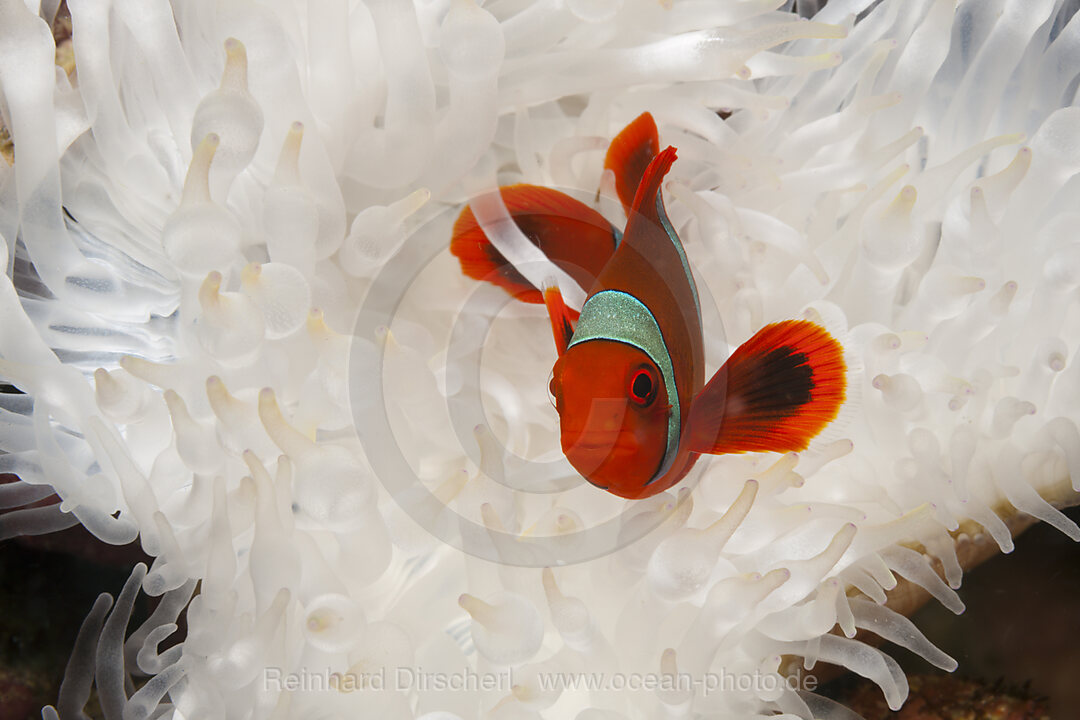 Stachel-Anemonenfisch, Premnas aculeatus, Kimbe Bay, New Britain, Papua Neuguinea
