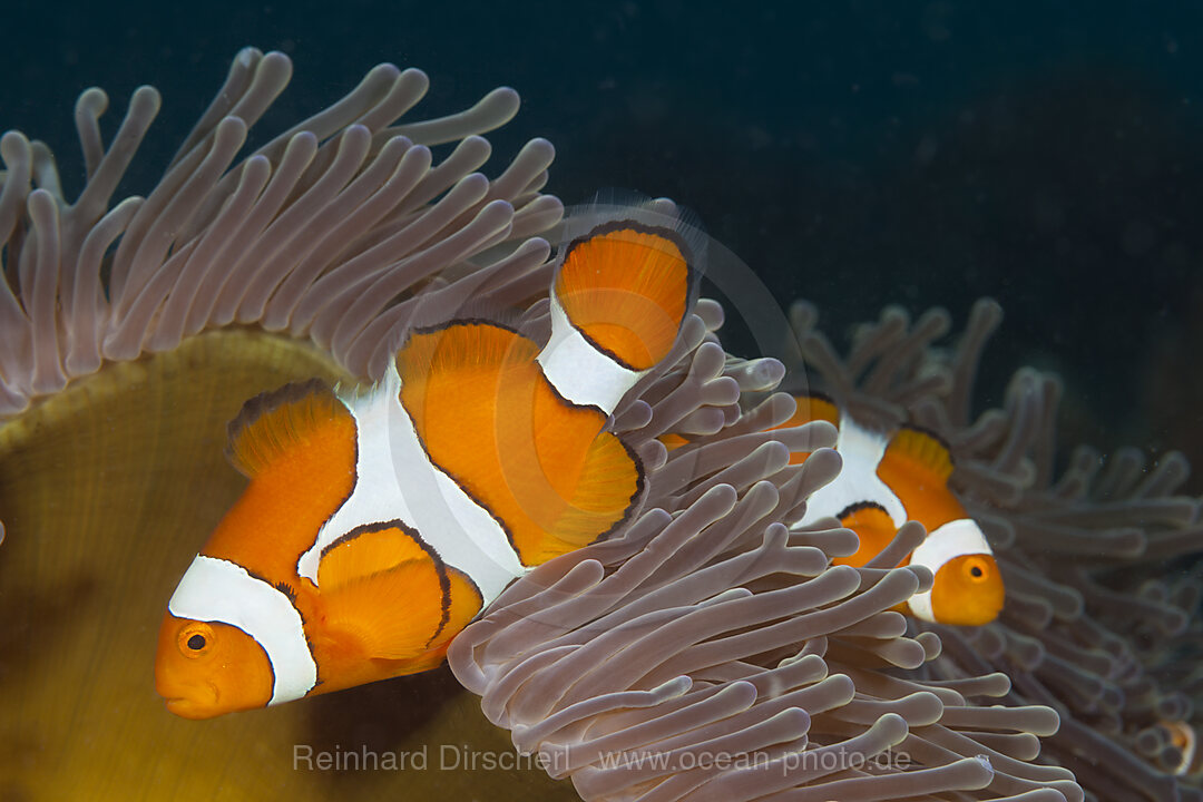 Orange-Ringel-Anemonenfische, Amphiprion ocellaris, Kimbe Bay, New Britain, Papua Neuguinea