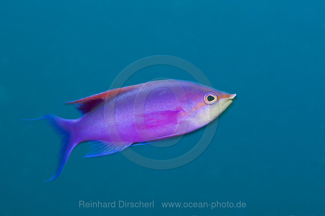 Male Purple Anthias, Pseudanthias tuka, Kimbe Bay, New Britain, Papua New Guinea