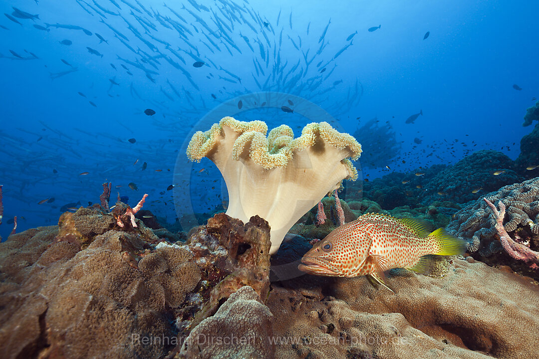 Spitzkopf-Zackenbarsch im Riff, Anyperodon leucogrammicus, Kimbe Bay, New Britain, Papua Neuguinea