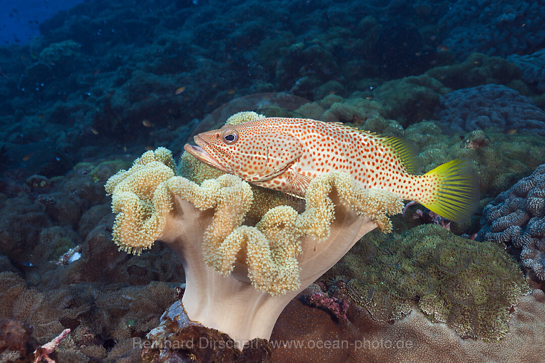 White-lined Grouper in Coral Reef, Anyperodon leucogrammicus, Kimbe Bay, New Britain, Papua New Guinea