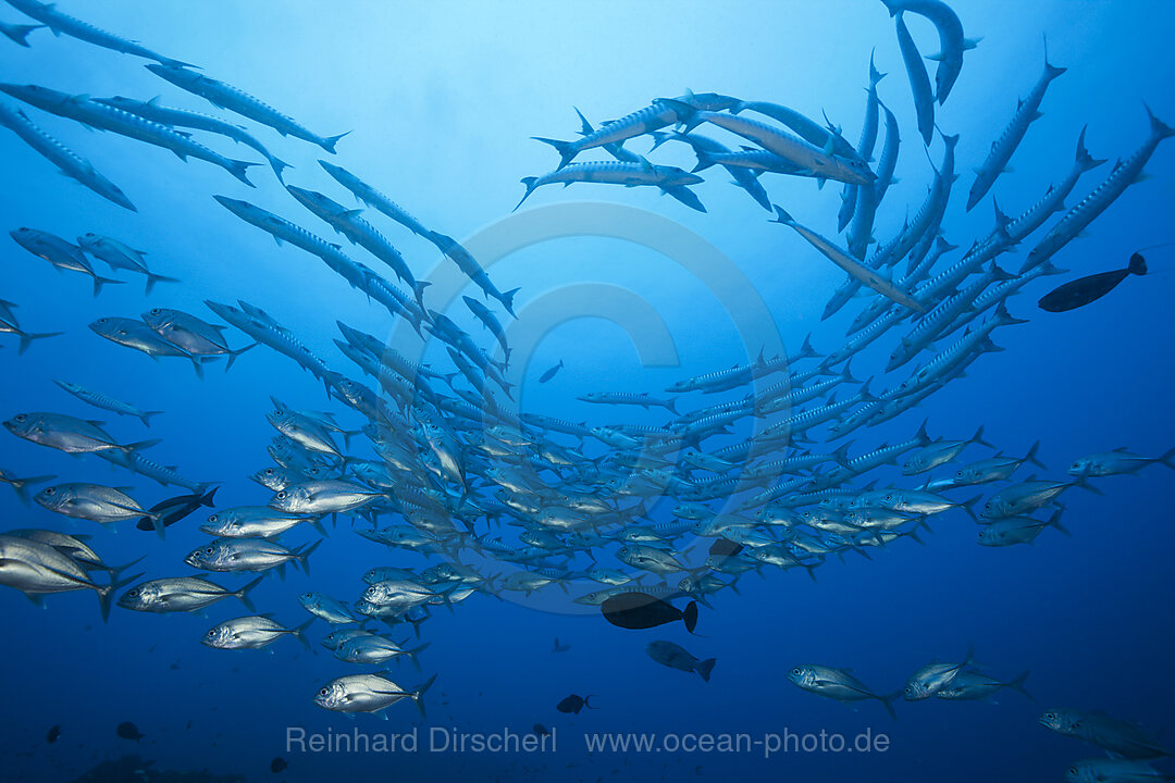 Schwarm Dunkelflossen-Barrakudas, Sphyraena qenie, Kimbe Bay, New Britain, Papua Neuguinea