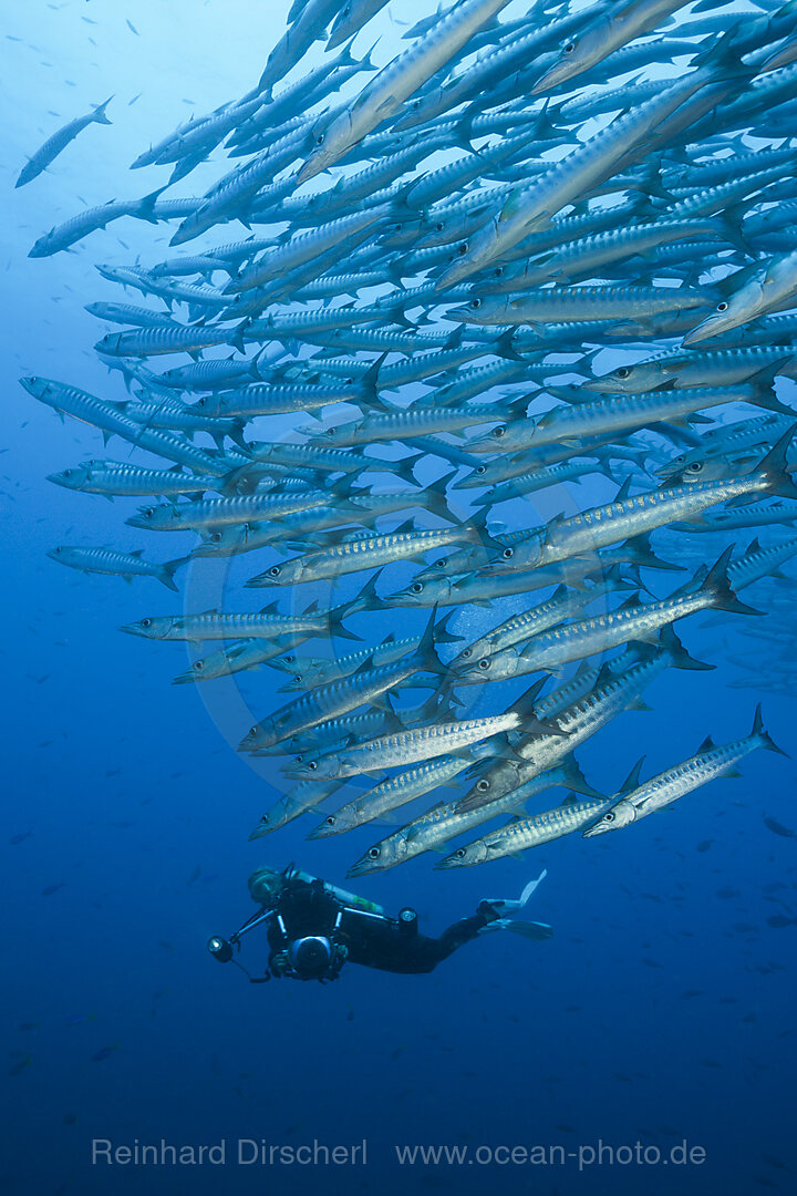 Schwarm Dunkelflossen-Barrakudas, Sphyraena qenie, Kimbe Bay, New Britain, Papua Neuguinea