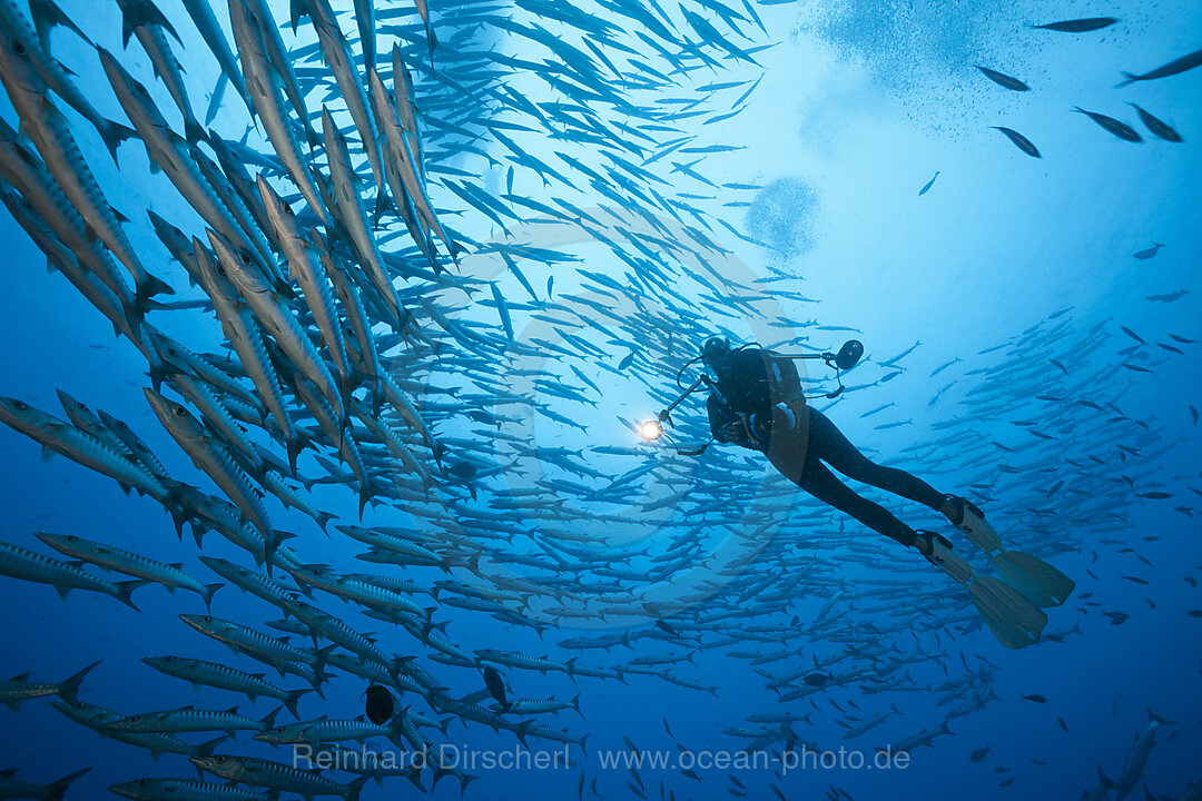 Schwarm Dunkelflossen-Barrakudas, Sphyraena qenie, Kimbe Bay, New Britain, Papua Neuguinea
