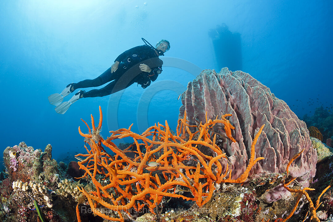 Taucher ueber Korallenriff, Kimbe Bay, New Britain, Papua Neuguinea