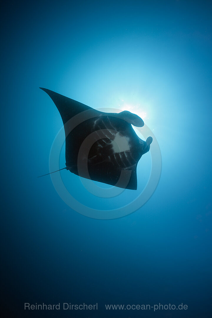 Schwarzer Manta, Manta birostris, Kimbe Bay, New Britain, Papua Neuguinea